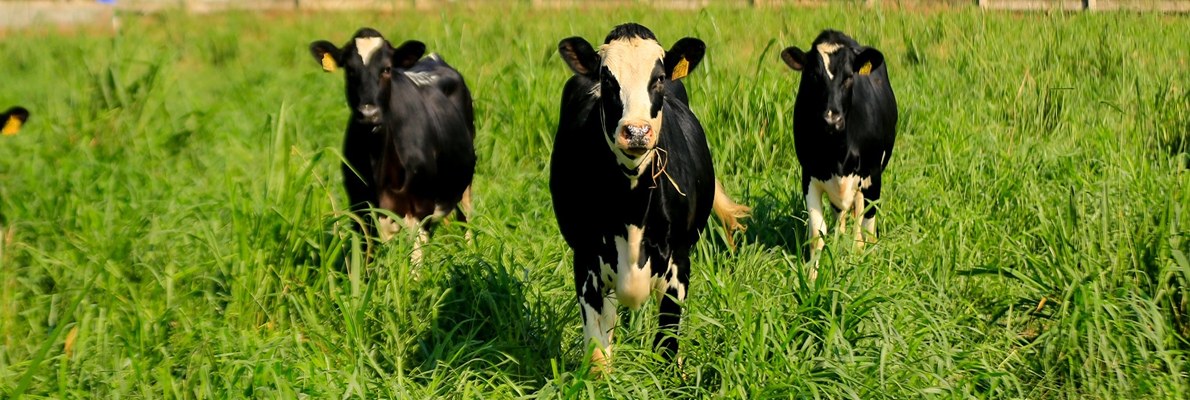 Chất lượng Sản phẩm - Dịch vụ TH True Milk
