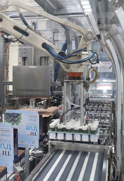 Dàn máy thu hoạch cỏ và ngô nguyên liệu trên cánh đồng TH